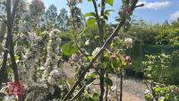 5 MIXED FRUIT TREES - 7