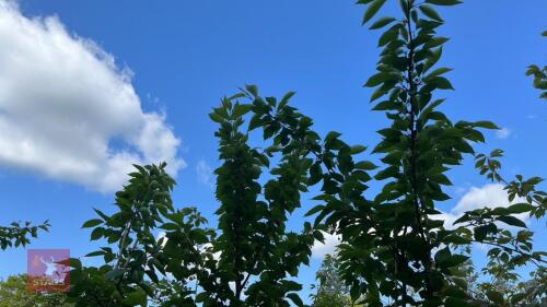 5 PRUNUS YEDONSIS TREES