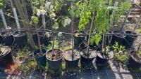 5 MIXED FRUIT TREES - 5