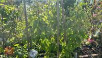 5 MIXED FRUIT TREES - 7