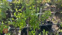 5 MIXED FRUIT TREES - 8