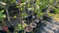 5 MIXED FRUIT TREES - 11