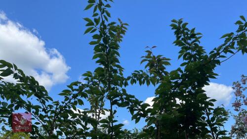 5 PRUNUS YEDONSIS TREES