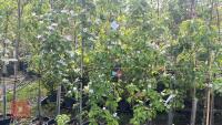 5 MIXED FRUIT TREES