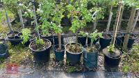 5 MIXED FRUIT TREES - 6