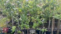 5 MIXED FRUIT TREES - 7