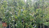 5 MIXED FRUIT TREES - 8