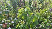 5 MIXED FRUIT TREES - 11