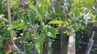 5 MIXED FRUIT TREES - 15