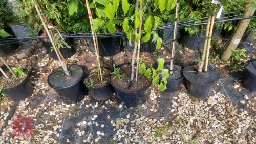 5 MIXED ORNAMENTAL TREES