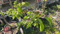 5 MIXED FRUIT TREES - 6