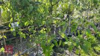 5 MIXED FRUIT TREES - 7