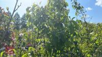 5 MIXED FRUIT TREES - 8