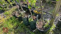 5 MIXED FRUIT TREES - 13