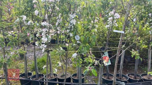 5 MIXED FRUIT TREES