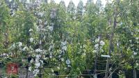 5 MIXED FRUIT TREES - 2