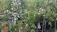 5 MIXED FRUIT TREES - 6