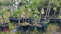 5 MIXED FRUIT TREES - 7