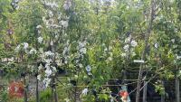 5 MIXED FRUIT TREES - 8