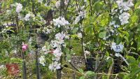 5 MIXED FRUIT TREES - 9