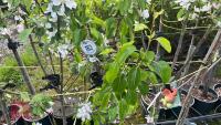 5 MIXED FRUIT TREES - 10