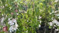 5 MIXED FRUIT TREES - 11