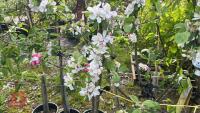 5 MIXED FRUIT TREES - 13