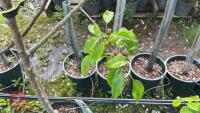 5 MIXED FRUIT TREES - 14