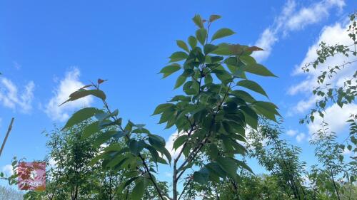 1 PRUNUS TAI HAKU TREE