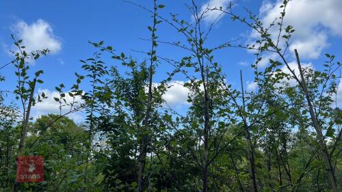 5 BETULA NIGRA TREES