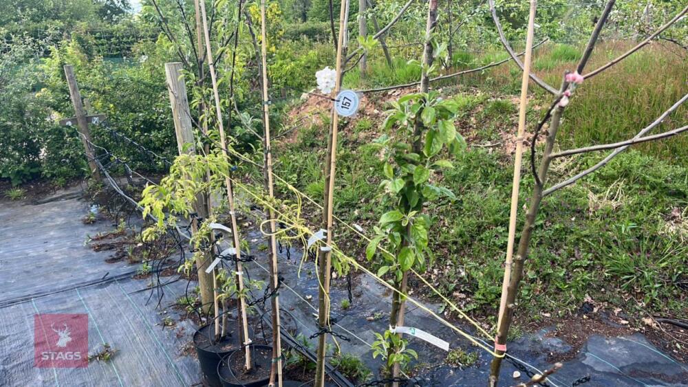 6 MIXED FRUIT TREES