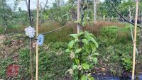 6 MIXED FRUIT TREES - 8