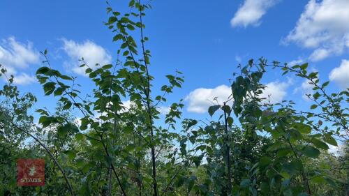 5 MIXED BETULA ORNAMENTAL TREES