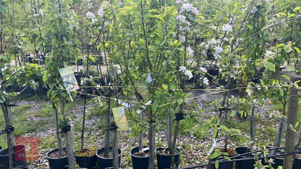 5 MIXED FRUIT TREES