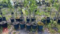 5 MIXED FRUIT TREES - 5