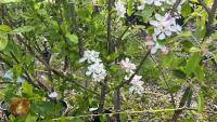 5 MIXED FRUIT TREES - 8