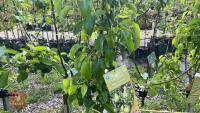 5 MIXED FRUIT TREES - 12