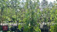 5 MIXED FRUIT TREES - 13