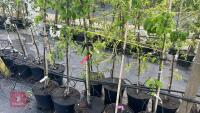 5 TIDICOMBE SEEDLING APPLE TREES - 2