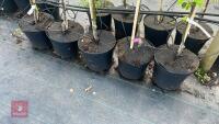 5 TIDICOMBE SEEDLING APPLE TREES - 3