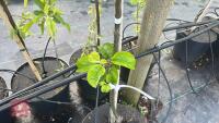 5 TIDICOMBE SEEDLING APPLE TREES - 4