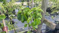 5 TIDICOMBE SEEDLING APPLE TREES - 5