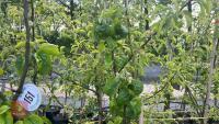 5 TIDICOMBE SEEDLING APPLE TREES - 6