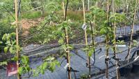 5 PAIGNTON MARIGOLD APPLE TREES