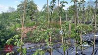 5 PAIGNTON MARIGOLD APPLE TREES - 2