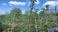 5 PAIGNTON MARIGOLD APPLE TREES - 3