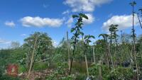 5 PAIGNTON MARIGOLD APPLE TREES - 4