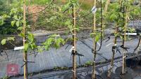 5 PAIGNTON MARIGOLD APPLE TREES - 5