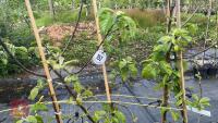 5 PAIGNTON MARIGOLD APPLE TREES - 7