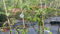 5 PAIGNTON MARIGOLD APPLE TREES - 9